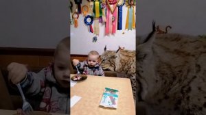 Такой кисе попробуй не дай