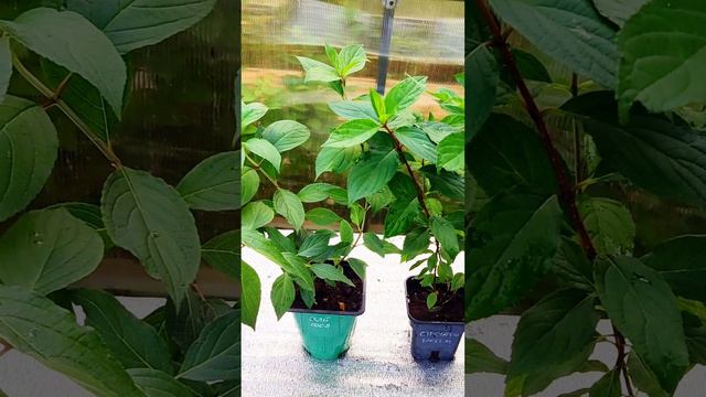 САЖЕНЦЫ ГОРТЕНЗИИ МЕТЕЛЬЧАТОЙ В НАБОРЕ ИЗ ТРЁХ ШТУК ОБЗОР смотреть онлайн