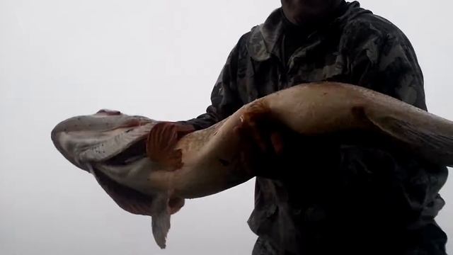 Жор щуки продолжается... Рыбалка в Светлогорске на Березине смотреть онлайн