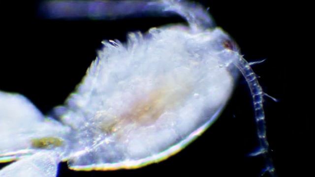 Аквариум под микроскопом циклоп смотреть онлайн