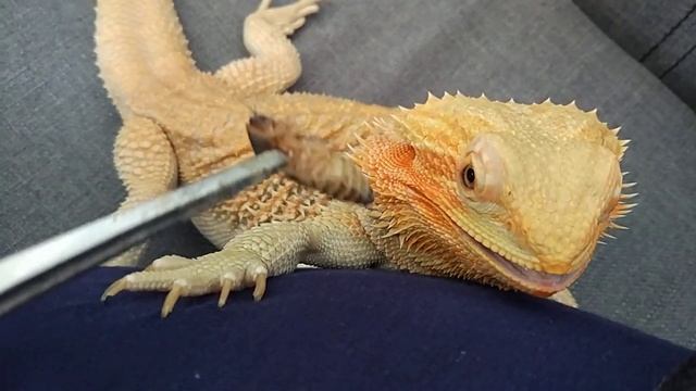 Бородатая агама обиделась