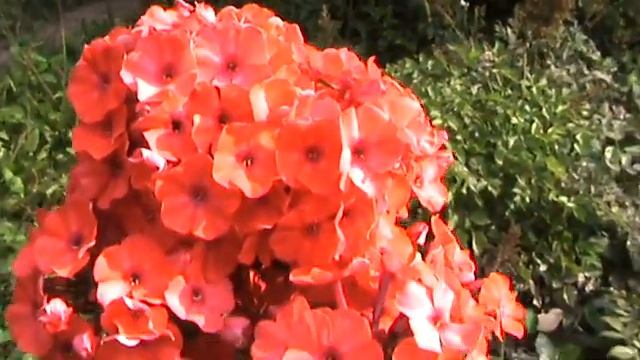 Флокс Спитфайр часть1 смотреть онлайн