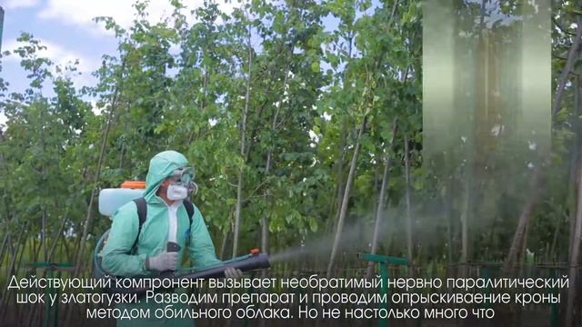 Вредители липы