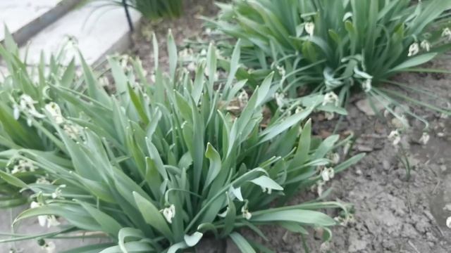 Новые морозники в моём саду, прогулка по саду и другие новинки. 02.04.2022. г. Пятигорск. смотреть онлайн