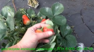 "ИРМА"  клубника ремонтантная.