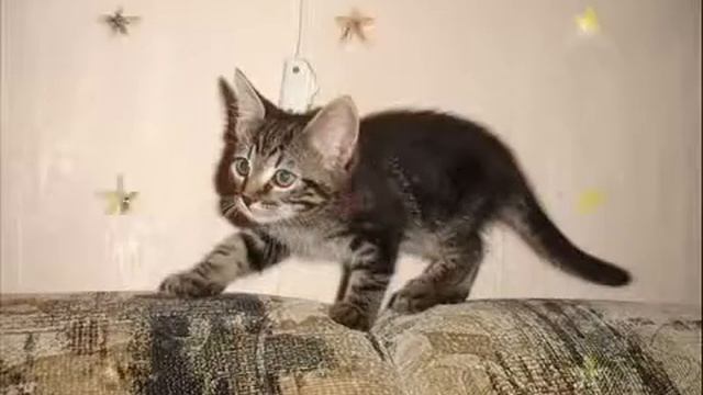 К нам пришел котёнок мяу смотреть онлайн