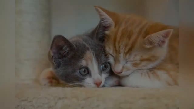 МЯУКАНЬЕ КОШЕК, КОТОВ И КОТЯТ Приятные звуки для кошек смотреть онлайн