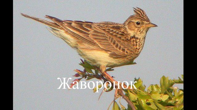 Степной жаворонок Джурбай (steppe bird) 3 смотреть онлайн
