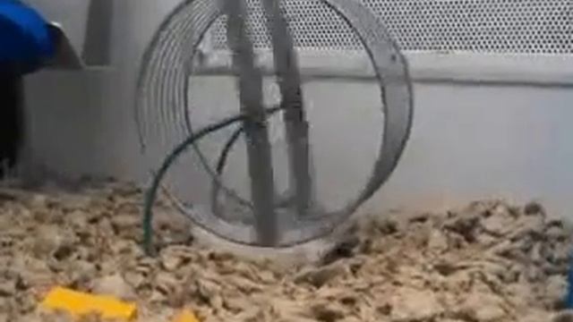 Самый Сильный Хомяк Определяет В Какую Сторону Крутится Колесо смотреть онлайн