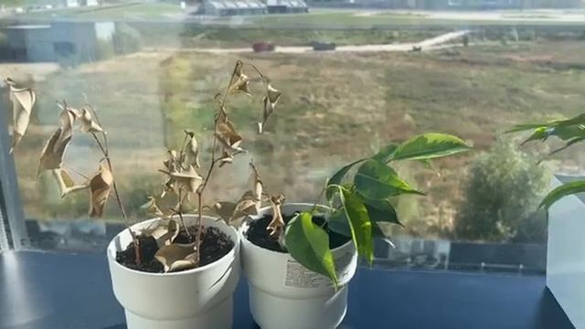 Лучший способ размножение фикуса Бенджамина черенками в домашних условиях. Часть 2 - результаты! смотреть онлайн