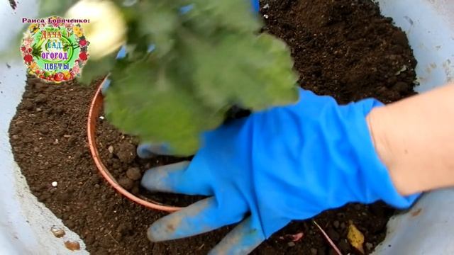 Купили шикарную хризантему в горшке? Что нужно предпринять, чтобы сохранить растение, как спасти ег смотреть онлайн