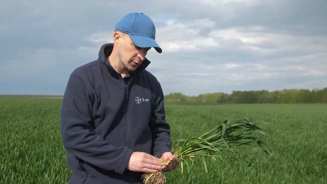 Филиал "Фалько-агро" ОАО "Агрокомбинат" Дзержинский"! Пашем, сеем, защищаем! Что в итоге получаем? смотреть онлайн