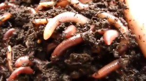 Калифорнийские Черви  Высочайшее качество маточного поголовья, доставка по всей России