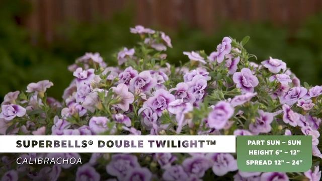 Superbells Double Twilight Calibrachoa смотреть онлайн