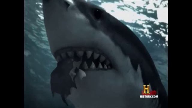 Carcharodon Megalodon смотреть онлайн