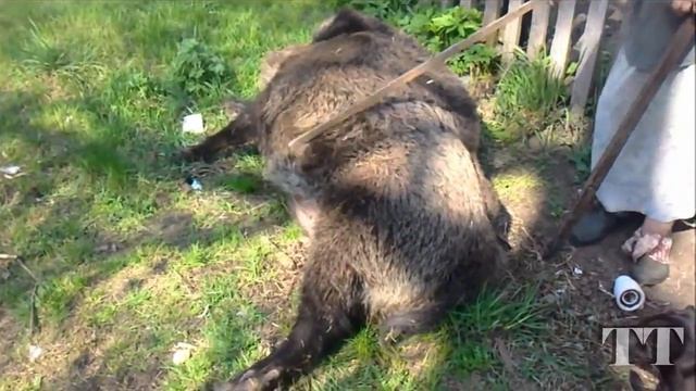 Wild boar. Дикий кабан. Свиня дика. Вепрь. Свинья. Pig. Wildschwein. смотреть онлайн