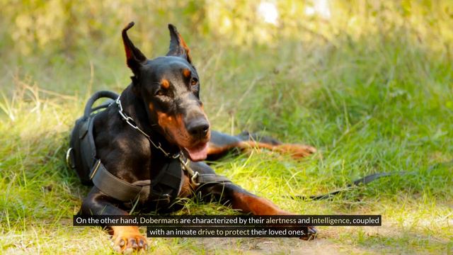 Rottweiler vs. Doberman: Unveiling the Ultimate Guard Dog for Family Protection смотреть онлайн