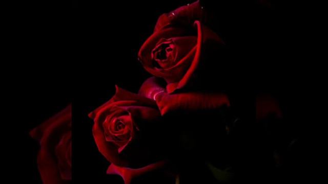 Manro Розы (slowed) смотреть онлайн