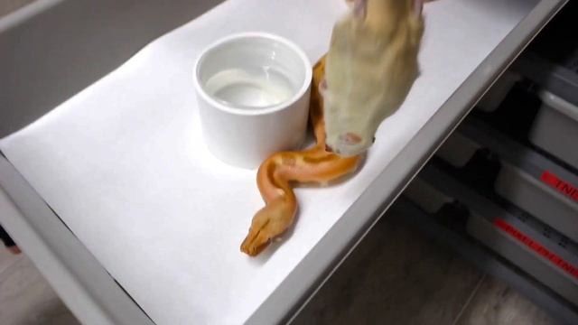 Can We Get 30 Blood Pythons To Eat? смотреть онлайн