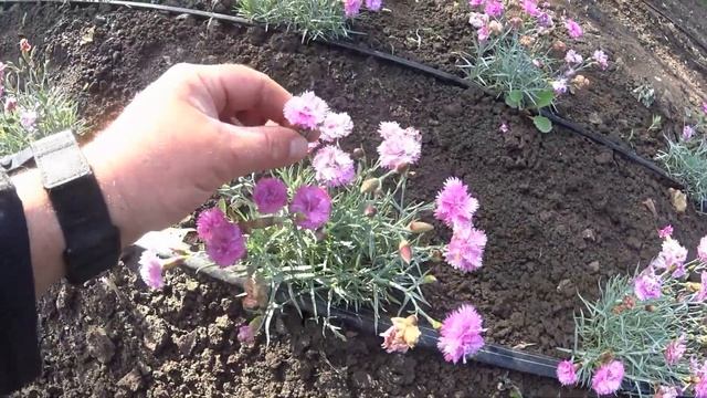 САДОВАЯ ГВОЗДИКА (многолетняя) - ЦВЕТЕНИЕ. смотреть онлайн