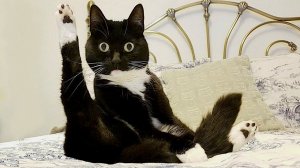 Забавные животные - Забавные кошки _ собаки - Видео со смешными животными