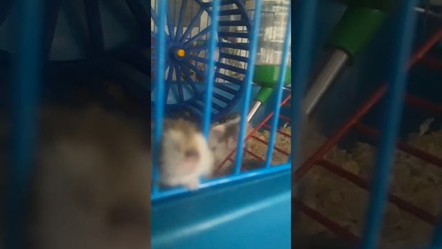Хомики начели пить воду смотреть онлайн