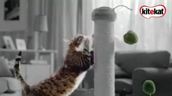 [ИТВ] Возобновление вещания (Kitekat TV, 06.06.2022)