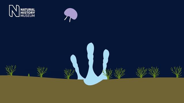 The immortal jellyfish: is it possible to live forever? | Natural History Museum смотреть онлайн