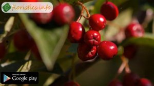 ? Кустарник кизильник – посадка и уход: размножение кизильника, виды и сорта кизильника