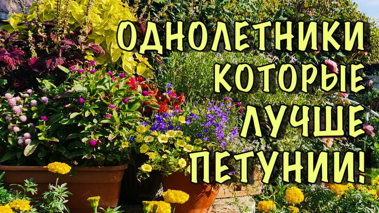 ПЕТУНИЮ больше НЕ ПОСАЖУ! Нашла цветы НАМНОГО КРАСИВЕЕ, а главное они ЦВЕТУТ БЕЗ УХОДА до ЗАМОРОЗКОВ смотреть онлайн