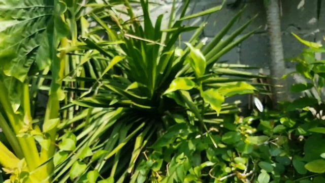 Updates of Yucca Cuttings Propagation and Multiple Branch Propagation смотреть онлайн
