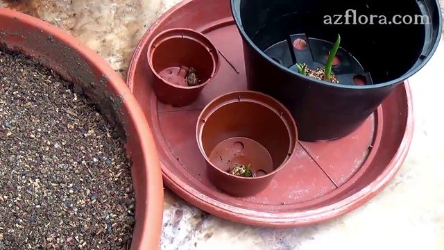 КАЛЛА: ПОСАДКА КЛУБНЕЙ | УСЛОВИЯ УХОДА смотреть онлайн