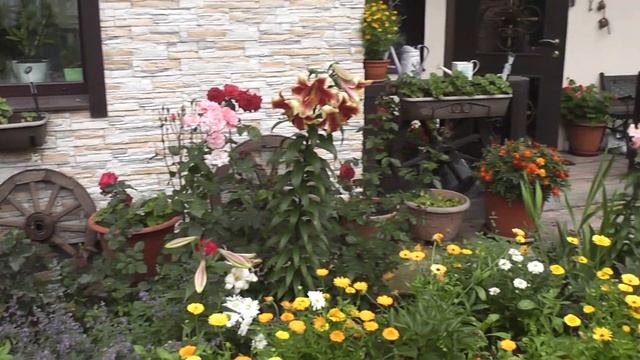 Ароматные лилии в саду смотреть онлайн