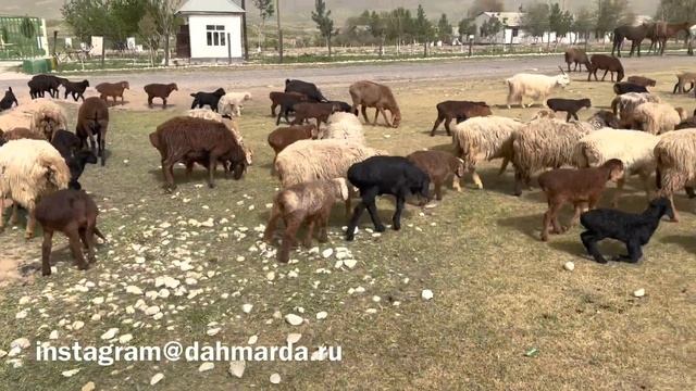 Весенний перегон 2022 года. Таджикская ( алиевская) порода овец и аборигенные САО Таджикистана смотреть онлайн