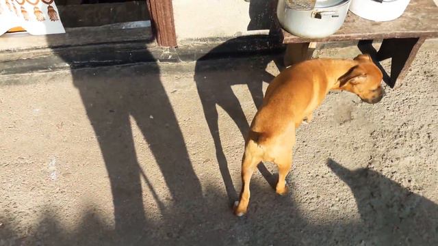 Щенок немецкого боксера 3 месяца. Boxer Puppy and Boxer Dog. смотреть онлайн