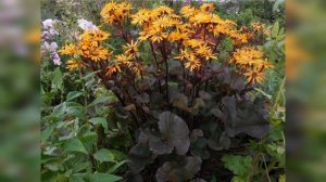 ЧТО ПОСАДИТЬ В ТЕНИ? Многолетние растения для тенистых мест. ЛУЧШИЕ тенелюбивые цветы.