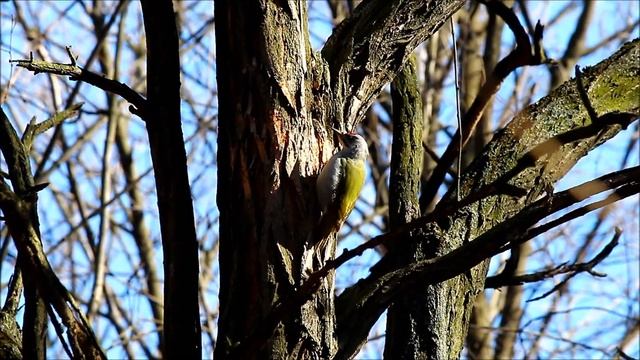 СЕДОЙ ДЯТЕЛ ПЕСЕНКА САМЦА И БАРАБАННАЯ ТРЕЛЬ смотреть онлайн
