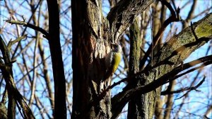 СЕДОЙ ДЯТЕЛ   ПЕСЕНКА САМЦА И БАРАБАННАЯ ТРЕЛЬ