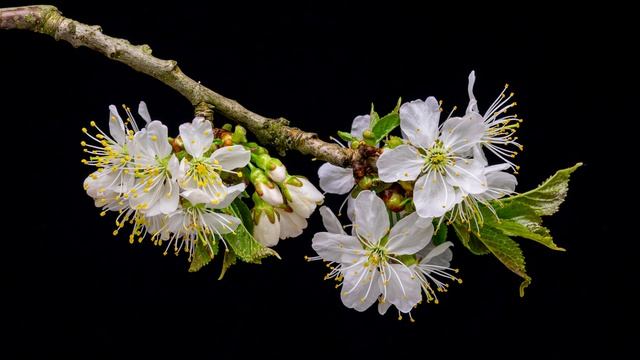 4K OLED black - test смотреть онлайн