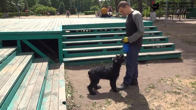 Физкультура для собаки: движение назад по лестнице. Шигаев Роман и ризеншнауцер Куба. смотреть онлайн