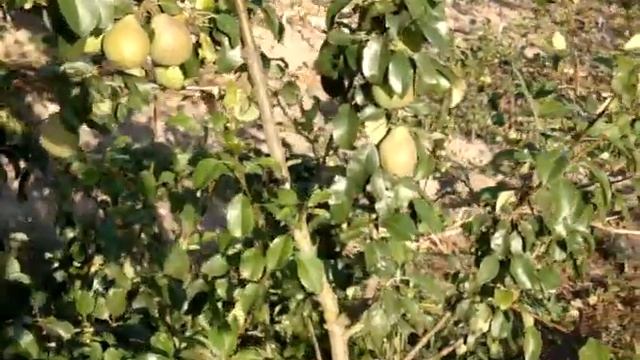 Сорт груши Кудесница смотреть онлайн