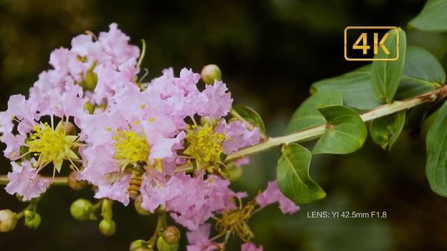 Беззеркальная цифровая камера YI M1 с алиэкспресс