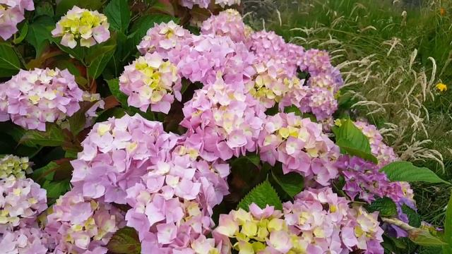 #ไฮเดรนเยีย#Hydrangea#ดอกไม้เปลี่ยนสี смотреть онлайн