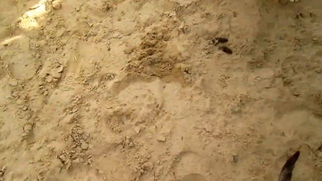 Московская Сторожевая возраст 1,5 месяца. питомник Королевский Страж +380684130213 смотреть онлайн