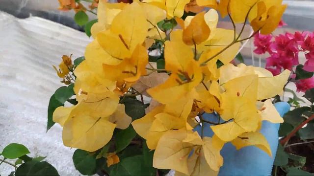 БУГЕНВИЛЛИЯ.ОБЗОР.МОИ НАБЛЮДЕНИЯ. смотреть онлайн