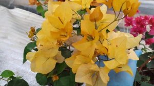 БУГЕНВИЛЛИЯ.ОБЗОР.МОИ НАБЛЮДЕНИЯ.