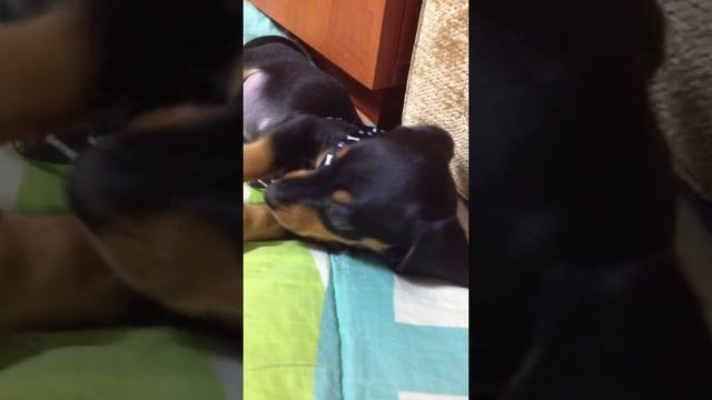 Щенок Таксы Собирается Гулять Пока Только На ручках смотреть онлайн