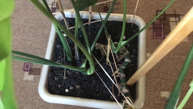 Монстера. Как разветвить монстеру смотреть онлайн