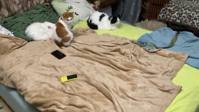 Котики Зачем нужны лежанки, если есть у нас кровать? смотреть онлайн
