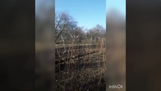 Осінья підрізка і підвязка малина Октавія смотреть онлайн